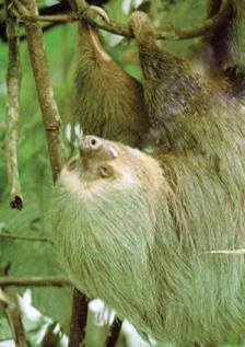 slothpic-better-cropped