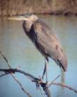greatblueheron-RGB