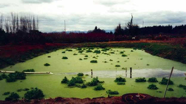 Algae covered pond