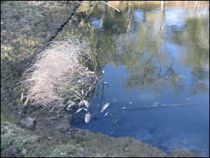 Adelaide fish kill