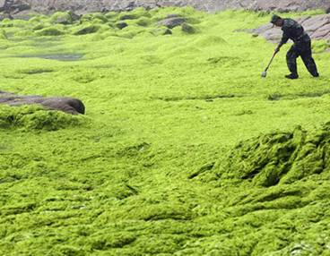 China%20algae%20photo%20AP%202