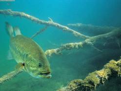 Healthy Bass