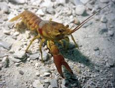 Crawfish